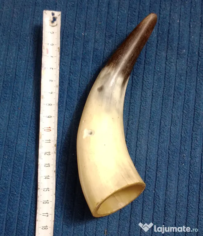 Corn de taur sau bivol 17 cm. cu ciobitura mica
