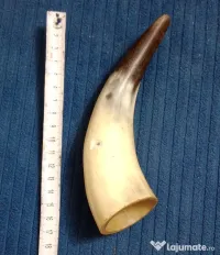 Corn de taur sau bivol 17 cm. cu ciobitura mica