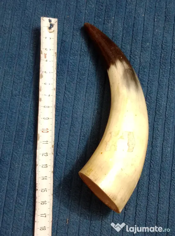 Corn de taur sau bivol 17 cm. cu ciobitura mica