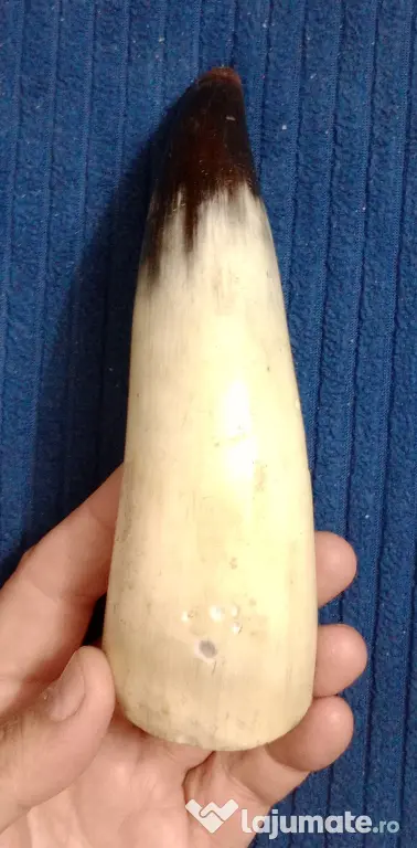 Corn de taur sau bivol 17 cm. cu ciobitura mica