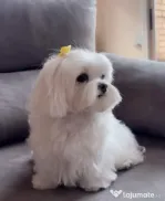 Pui bichon maltez mini toy