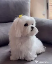 Pui bichon maltez mini toy 
