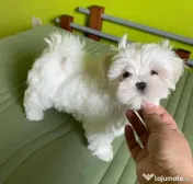 Pui bichon maltez mini toy 