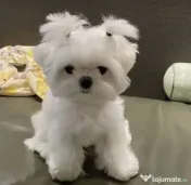 Pui bichon maltez mini toy 