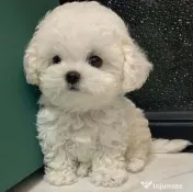 Pui bichon maltez mini toy 
