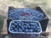 Teren 29,656mp Bozanta Mica / Strada Deva
