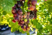 Două case de vânzare, separat sau împreună – Drăgoie? 