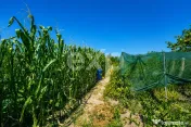 Două case de vânzare, separat sau împreună – Drăgoie? 