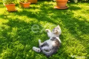 Două case de vânzare, separat sau împreună – Drăgoie? 