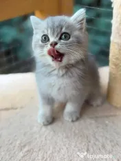 British silver tabby 