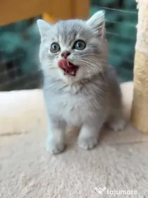 British silver tabby