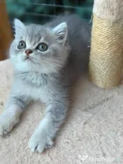 British silver tabby 