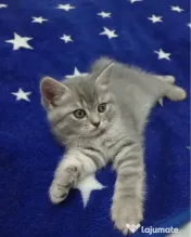 British silver tabby 