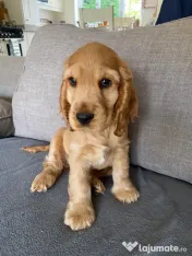 Cocker spaniel