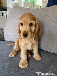 Cocker spaniel 