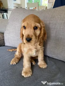 Cocker spaniel