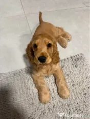 Cocker spaniel