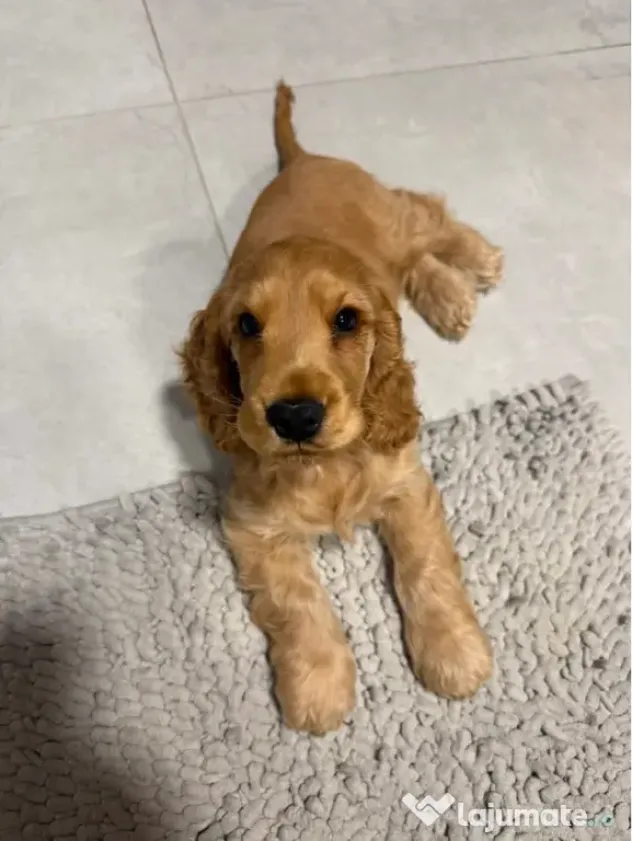 Cocker spaniel