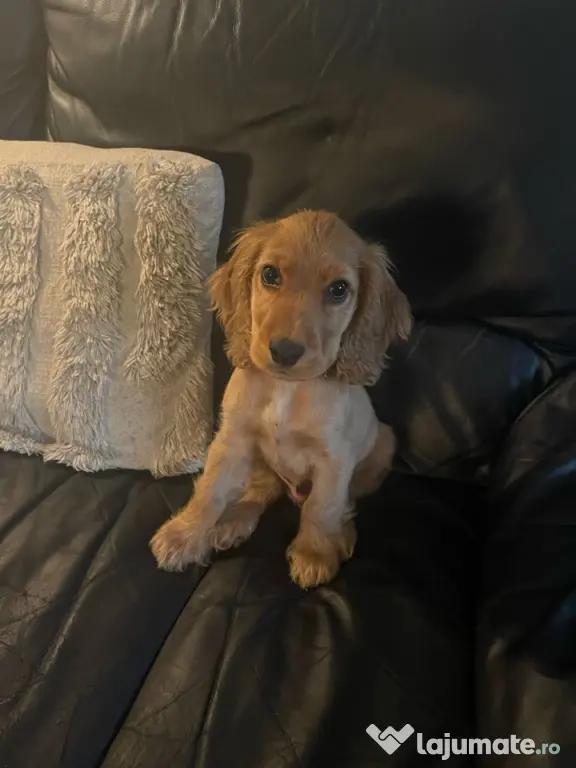 Cocker spaniel