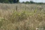 Teren intravilan, 1036 mp, zona Carcea