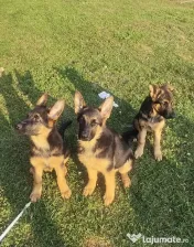 Ciobănesc German – 3 femeluțe, părinți cu pedigree COR 