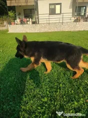 Ciobănesc German – 3 femeluțe, părinți cu pedigree COR 