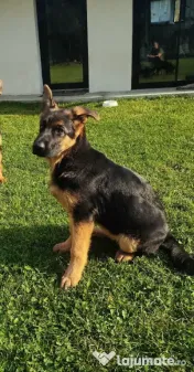 Ciobănesc German – 3 femeluțe, părinți cu pedigree COR 