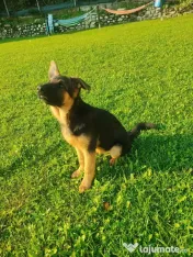 Ciobănesc German – 3 femeluțe, părinți cu pedigree COR 