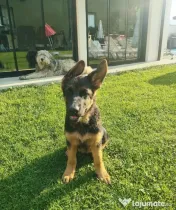 Ciobănesc German – 3 femeluțe, părinți cu pedigree COR 