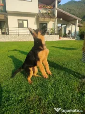 Ciobănesc German – 3 femeluțe, părinți cu pedigree COR 