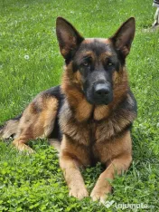 Ciobănesc German – 3 femeluțe, părinți cu pedigree COR 