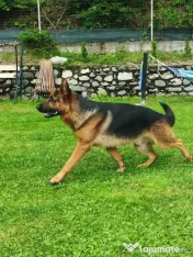 Ciobănesc German – 3 femeluțe, părinți cu pedigree COR 