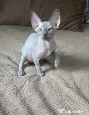 Dany – baietel sphynx din felisa cu certificat pedigree WCF 