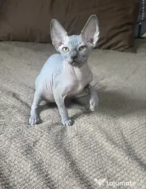 Dany – baietel sphynx din felisa cu certificat pedigree WCF