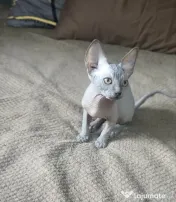 Dany – baietel sphynx din felisa cu certificat pedigree WCF 