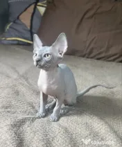 Dany – baietel sphynx din felisa cu certificat pedigree WCF 