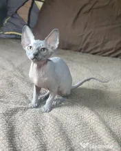 Dany – baietel sphynx din felisa cu certificat pedigree WCF 