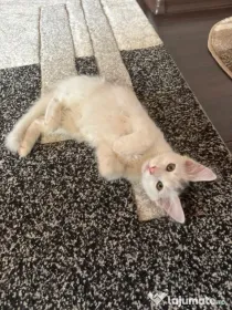 Pui Angora Turceasca