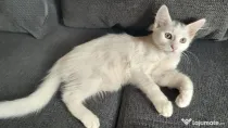 Pui Angora Turceasca