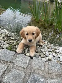 golden retriever rasă pură