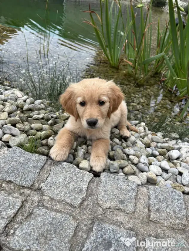 golden retriever rasă pură