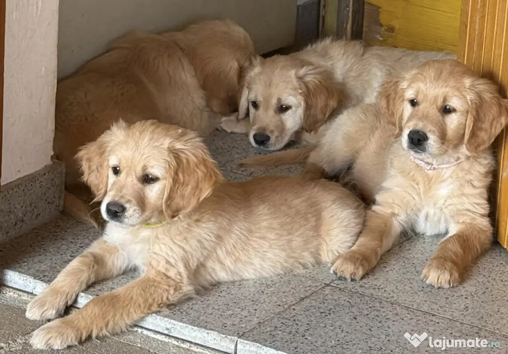 golden retriever rasă pură