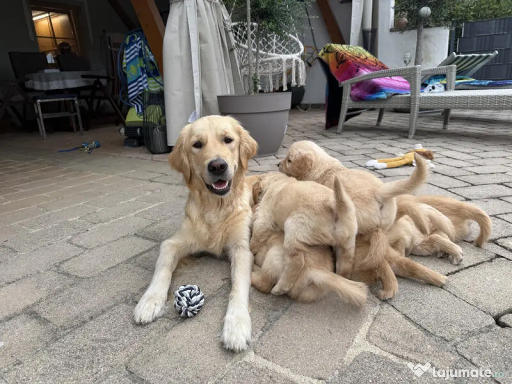 golden retriever rasă pură