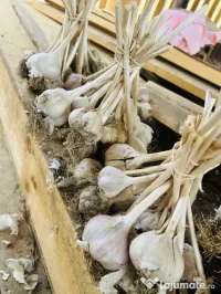 Usturoi Romanesc producție proprie