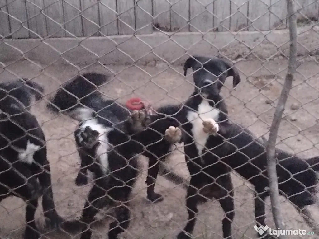 CANE CORSO femela