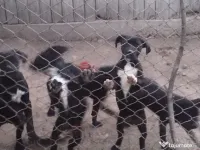 CANE CORSO femela