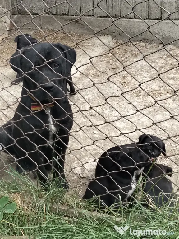 CANE CORSO femela