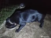 Cane Corso Italian