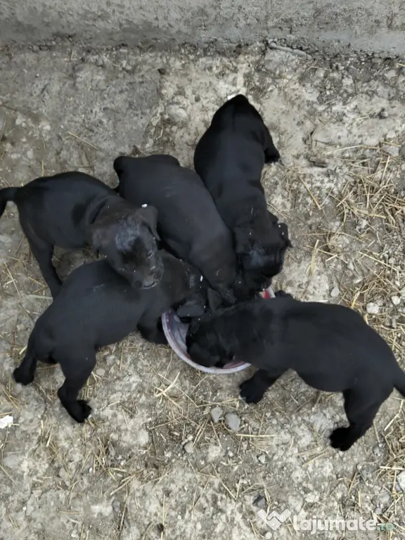 CANE CORSO femela