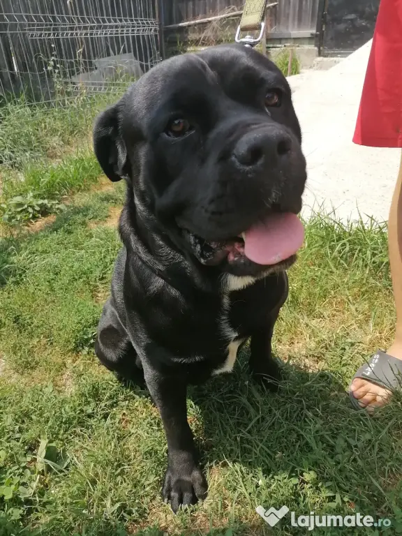 CANE CORSO femela